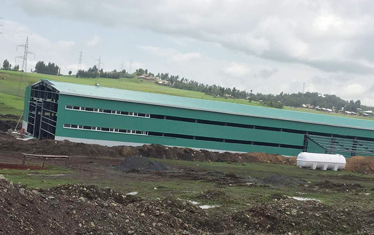 Proyecto de granja de pollos de estructura de acero de Etiopía
