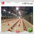 High-quality poultry for sale north west factory for poultry farm